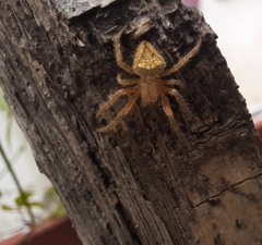 Eriophora edax