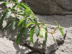 Passiflora bryonioides