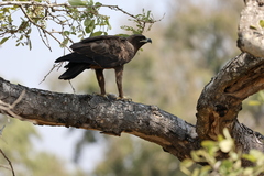 Hieraaetus wahlbergi