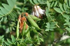 Vicia orobus