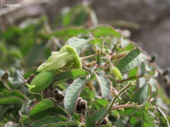 Passiflora bryonioides
