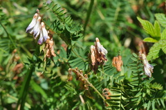 Vicia orobus