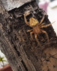 Eriophora edax