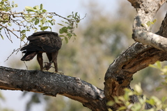 Hieraaetus wahlbergi