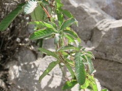 Passiflora bryonioides