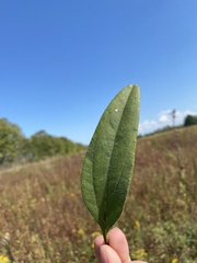Helianthus hirsutus