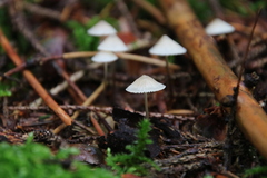 Mycena galopus