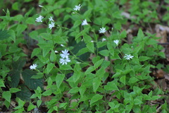Stellaria nemorum