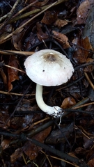 Agaricus