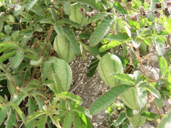 Passiflora bryonioides