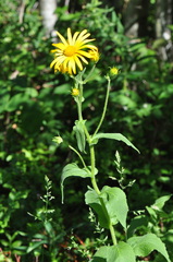 Doronicum austriacum
