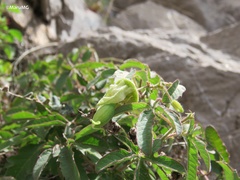 Passiflora bryonioides