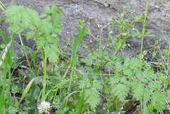 Anthriscus caucalis