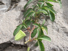 Passiflora bryonioides