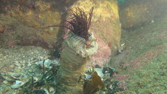 Cerianthus membranaceus