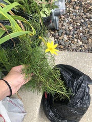 Coreopsis verticillata