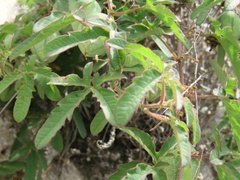Passiflora bryonioides