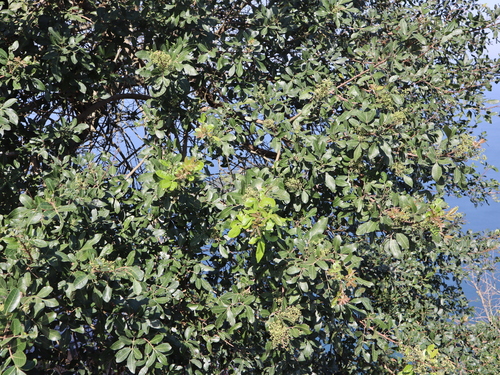 Schinus terebinthifolia