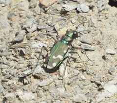 Cicindela limbalis