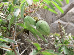 Passiflora bryonioides