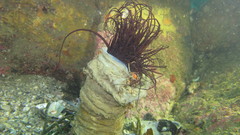 Cerianthus membranaceus