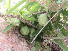 Passiflora bryonioides