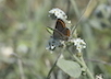 Aricia agestis