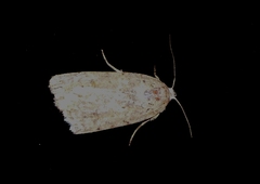 Caradrina clavipalpis