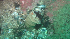 Cerianthus membranaceus