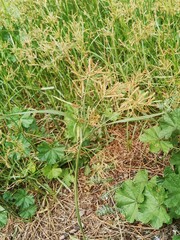 Cyperus
