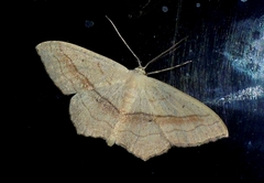 Scopula imitaria