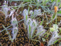 Plantago bellardii