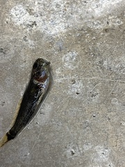 Menticirrhus americanus