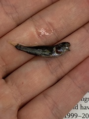 Menticirrhus americanus