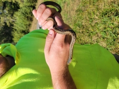 Thamnophis sirtalis pallidulus