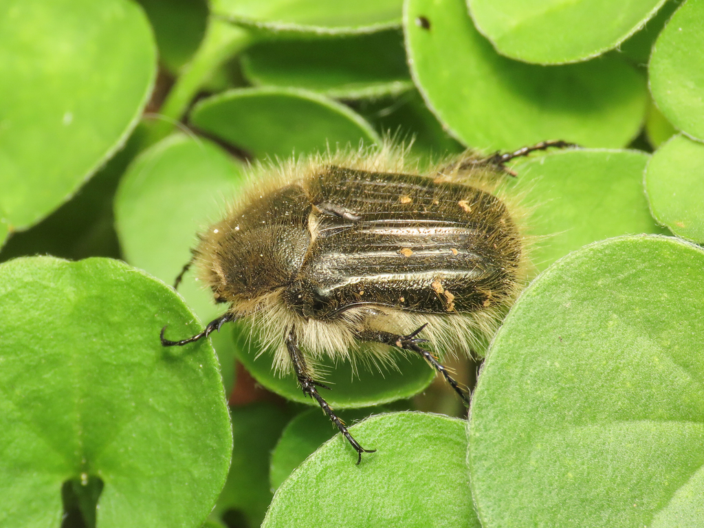 Hairy Rose Beetle