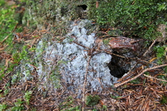 Ceratiomyxa fruticulosa