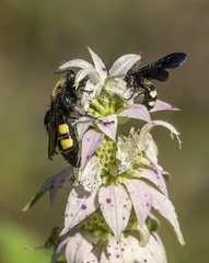 Pygodasis quadrimaculata