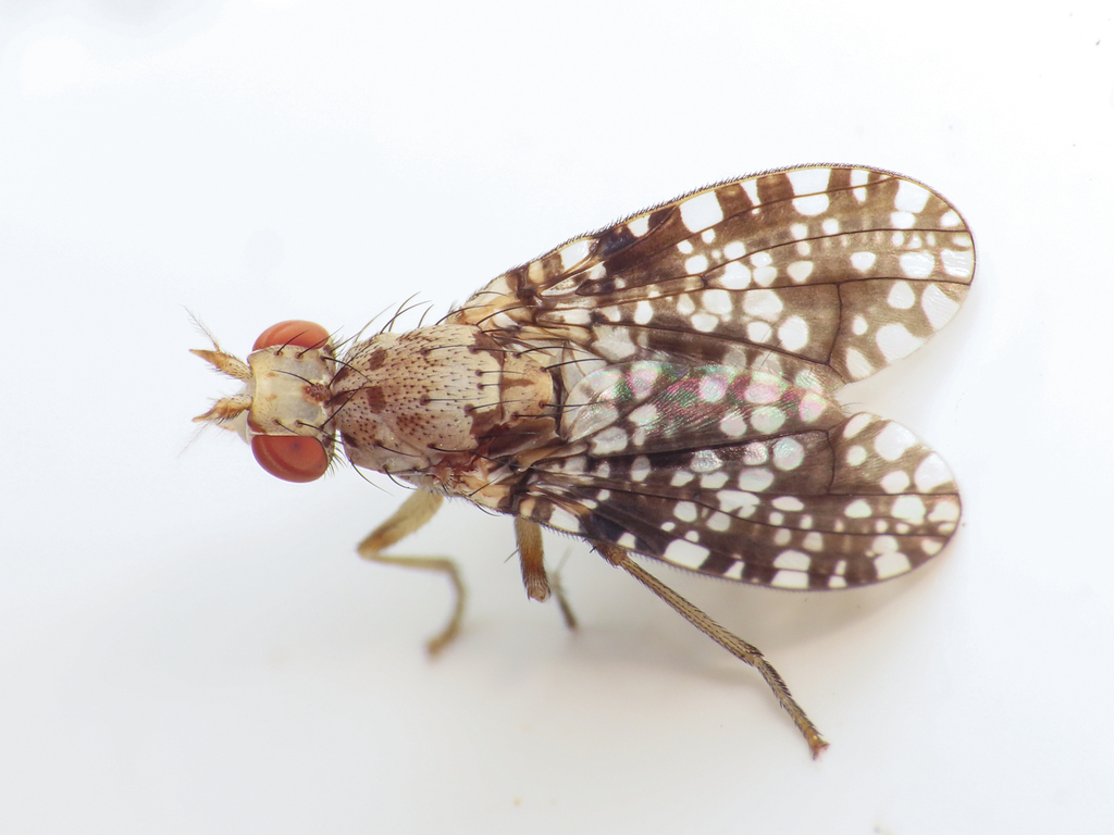Spotted Marsh Fly