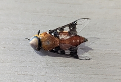 Ancala africana