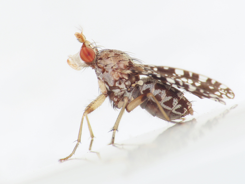 Spotted Marsh Fly photo 3