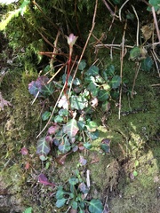 Shortia rotundifolia