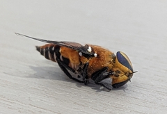 Ancala africana