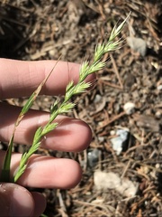 Lolium multiflorum
