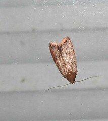 Tachystola acroxantha