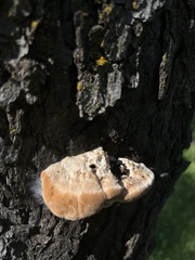 Coriolopsis gallica