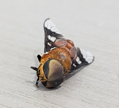 Ancala africana