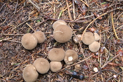 Lycoperdon echinatum