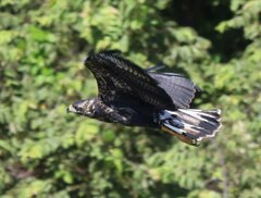 Buteogallus urubitinga