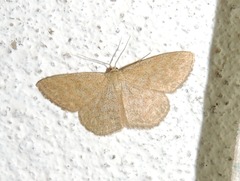 Scopula immorata